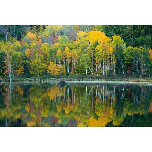Maine Reflections at Beaver Dam Pond in Acadia National Park